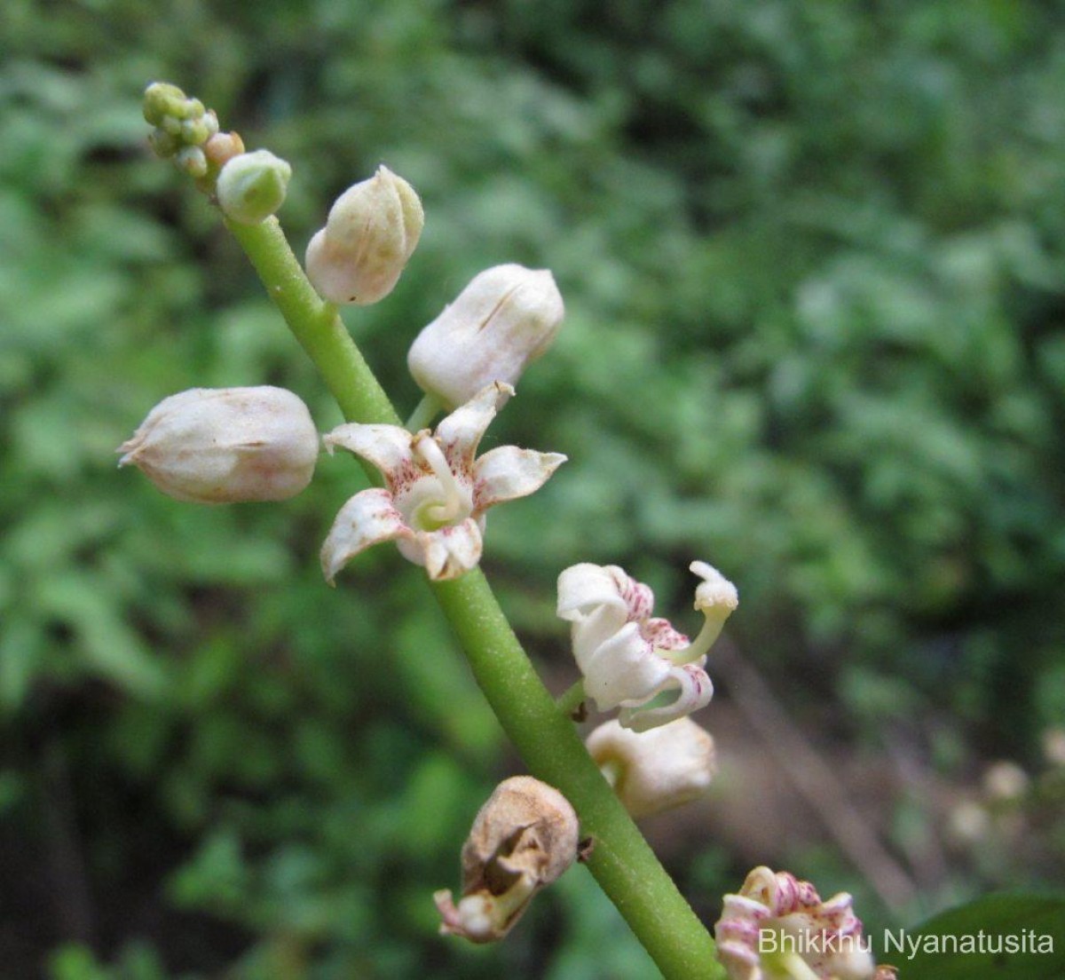 Sterculia zeylanica Kosterm.